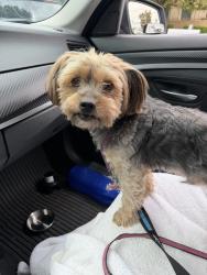 Found/Stray Male Dog last seen Burley Drive/Temple Avenue , Milpitas, CA 95035