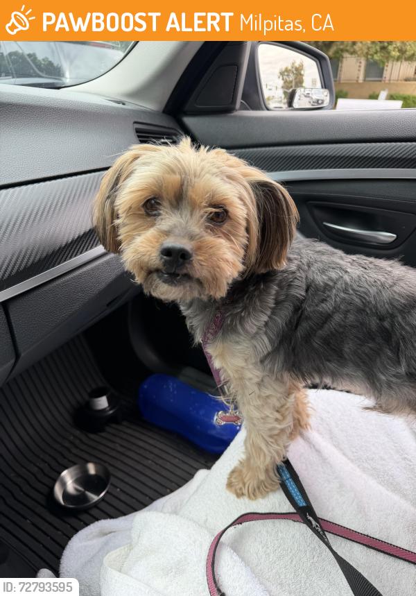 Found/Stray Male Dog last seen Burley Drive/Temple Avenue , Milpitas, CA 95035