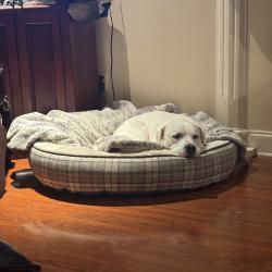 Lost Male Dog last seen Lake Forest, New Orleans, LA 70127