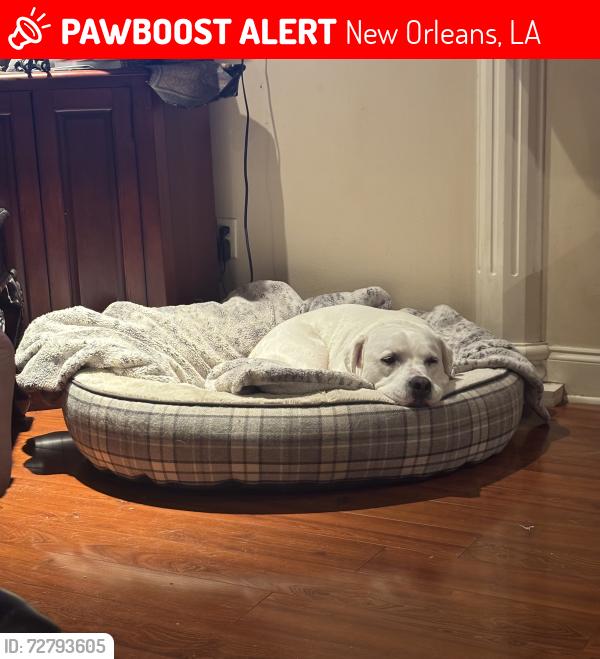 Lost Male Dog last seen Lake Forest, New Orleans, LA 70127