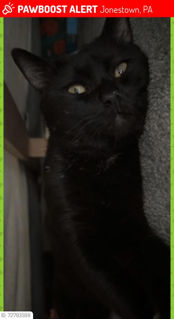 Lost Male Cat last seen Across from Ace hardware on 22 in Jonestown pa , Jonestown, PA 17038