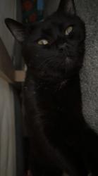Lost Male Cat last seen Across from Ace hardware on 22 in Jonestown pa , Jonestown, PA 17038