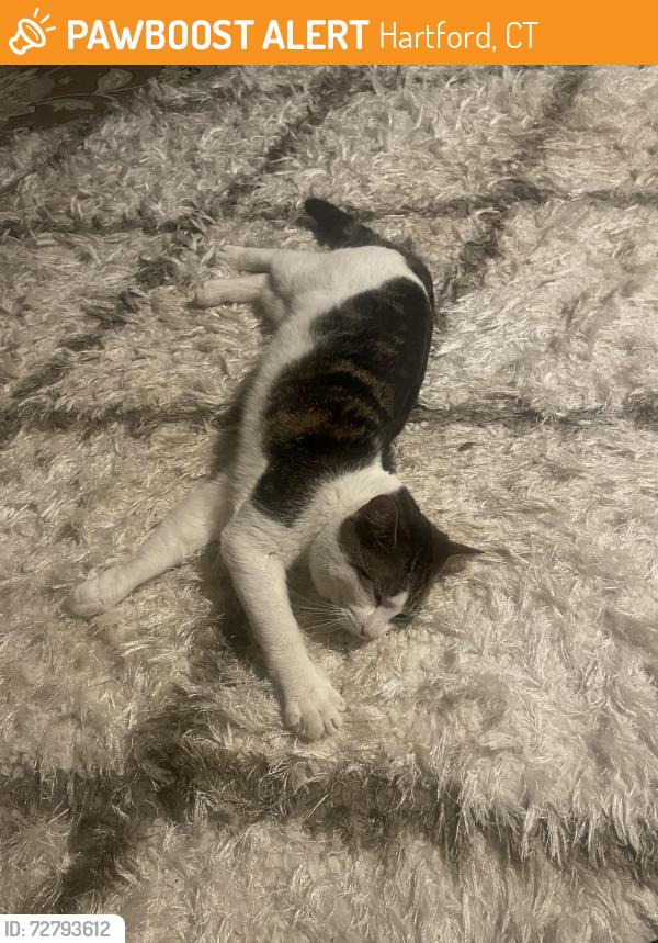 Found/Stray Male Cat last seen South end Hartford, Hartford, CT 06114