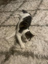 Found/Stray Male Cat last seen South end Hartford , Hartford, CT 06114