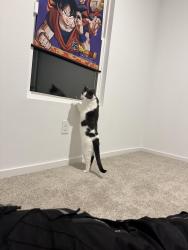 Lost Male Cat last seen Calamian Drive & Southwest Drive, Fort Worth, TX 76134
