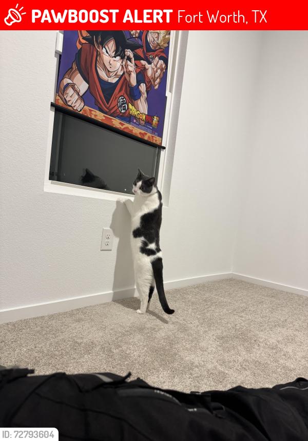 Lost Male Cat last seen Calamian Drive & Southwest Drive, Fort Worth, TX 76134