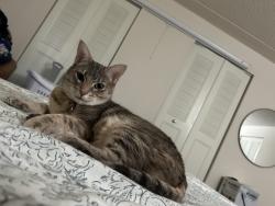 Lost Female Cat last seen Oxhaven apmts, Oxford, PA 19363