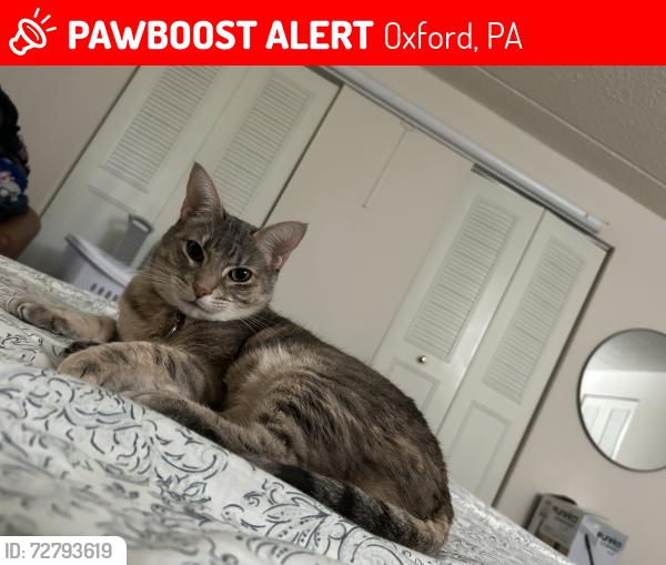 Lost Female Cat last seen Oxhaven apmts, Oxford, PA 19363