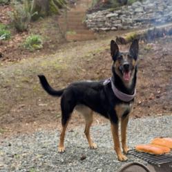 Lost Female Dog last seen Near 216th St Langley BC V2Z 1P6, Langley Township, BC V2Z 1P6