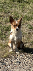 Found/Stray Unknown Dog last seen Near South Harding, Indianapolis, IN 46221