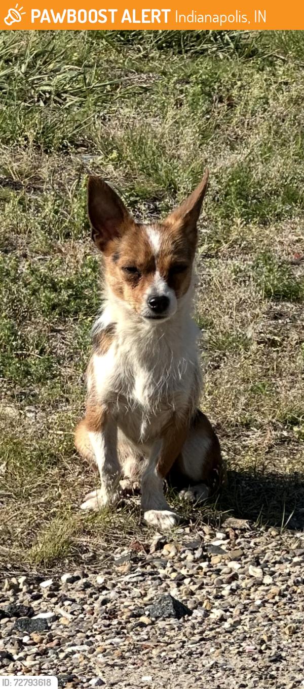 Found/Stray Unknown Dog last seen Near South Harding, Indianapolis, IN 46221