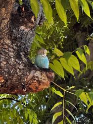 Found/Stray Unknown Bird last seen Santa Clara/Tustin Ave , Santa Ana, CA 92705