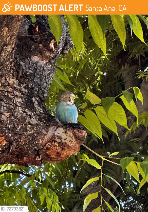 Found/Stray Unknown Bird last seen Santa Clara/Tustin Ave , Santa Ana, CA 92705
