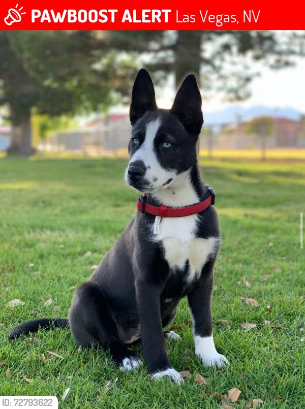 Lost Female Dog last seen Arville and Pennwood, Las Vegas, NV 89102