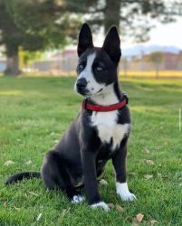 Lost Female Dog last seen Arville and Pennwood, Las Vegas, NV 89102