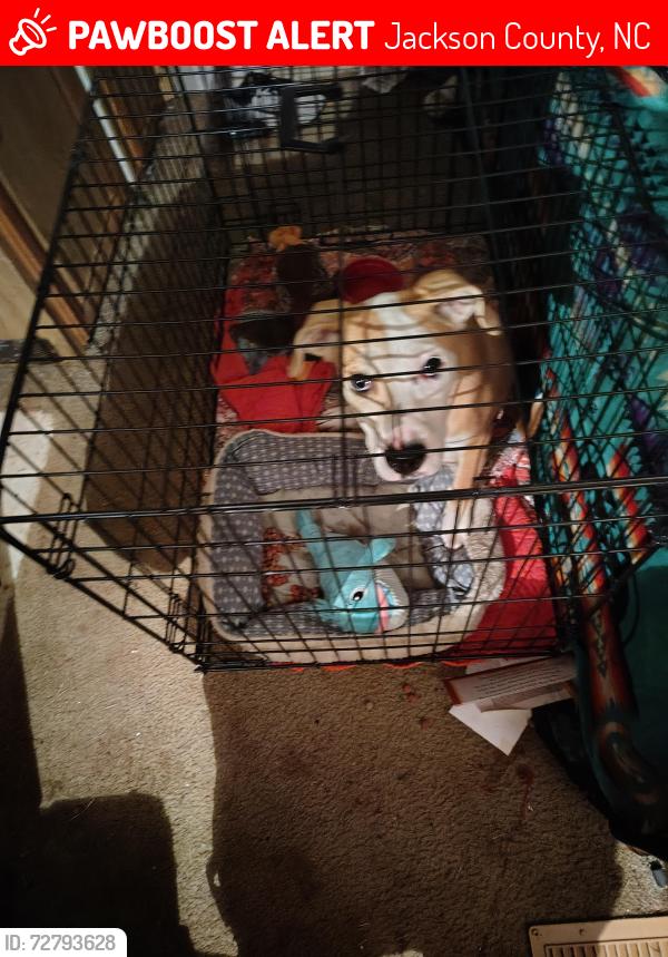 Lost Male Dog last seen Near the four lane, Jackson County, NC 28779