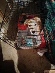 Lost Male Dog last seen Near the four lane, Jackson County, NC 28779