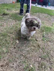 Lost Female Dog last seen Sandra st, Houston, TX 77016