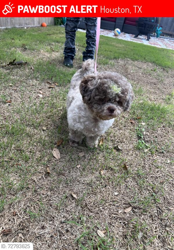 Lost Female Dog last seen Sandra st, Houston, TX 77016