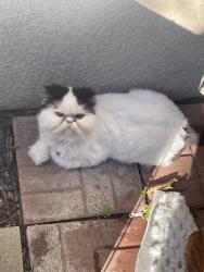 Lost Female Cat last seen Mt Nebo Dr, Stockton, CA 95219