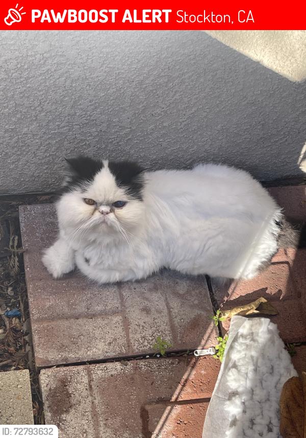 Lost Female Cat last seen Mt Nebo Dr, Stockton, CA 95219