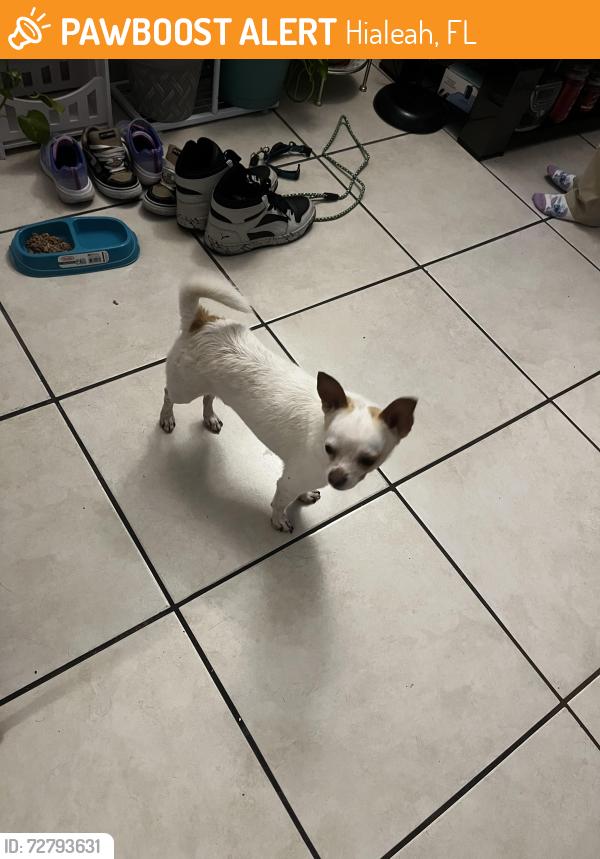 Found/Stray Male Dog last seen Near W second Ave Hialeah, FL  33012 United States, Hialeah, FL 33012