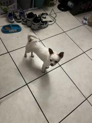 Found/Stray Male Dog last seen Near W second Ave Hialeah, FL  33012 United States, Hialeah, FL 33012