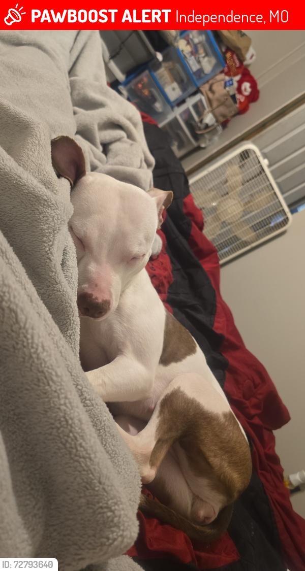 Lost Female Dog last seen Near East Pacific Avenue , Independence, MO 64050