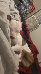 Lost Female Dog last seen Near East Pacific Avenue , Independence, MO 64050