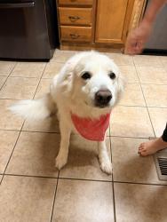 Lost Female Dog last seen McIntosh Rd is nearest cross street, Oxford, AL 36203