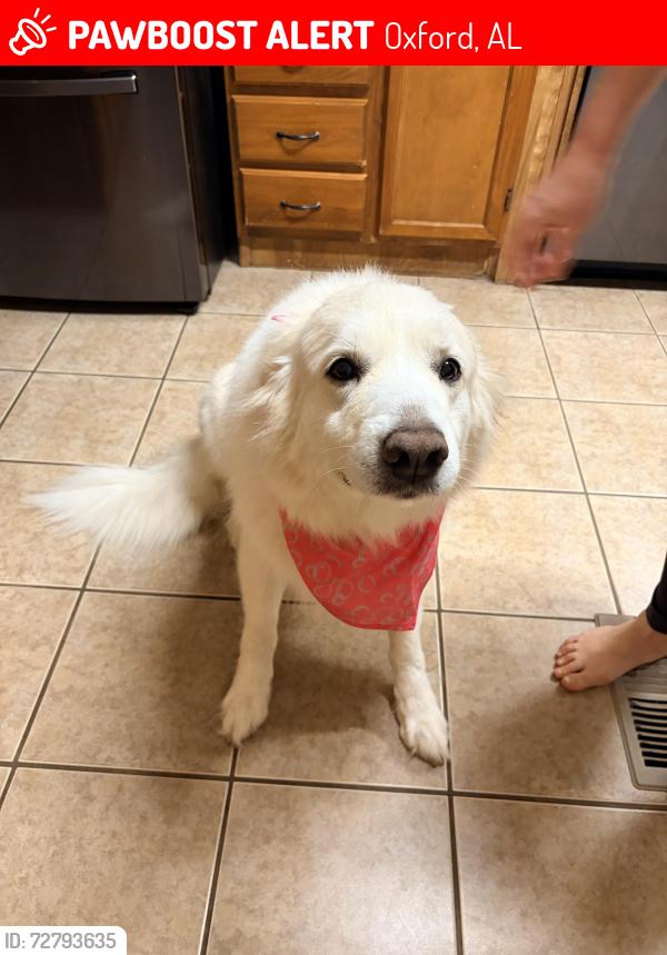 Lost Female Dog last seen McIntosh Rd is nearest cross street, Oxford, AL 36203