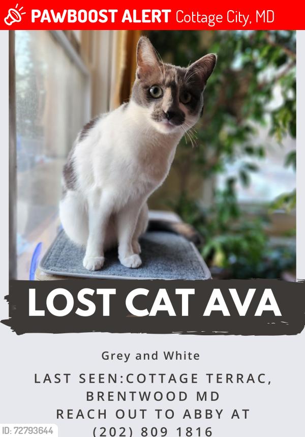 Lost Female Cat last seen Cottage Terrace, Brentwood MD, Cottage City, MD 20722