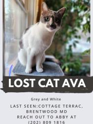 Lost Female Cat last seen Cottage Terrace, Brentwood MD, Cottage City, MD 20722