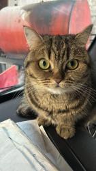 Lost Female Cat last seen Mosaic Blvd , Port St. Lucie, FL 34984