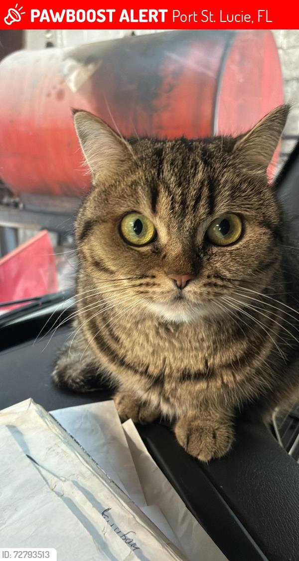 Lost Female Cat last seen Mosaic Blvd , Port St. Lucie, FL 34984