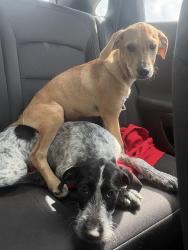 Found/Stray Unknown Dog last seen Ellesmere dr, Houston, TX 77015