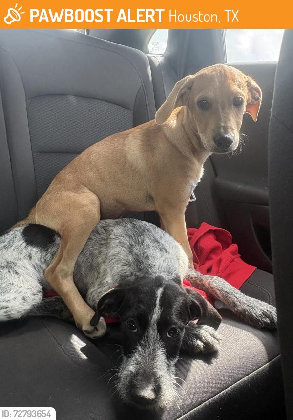 Found/Stray Unknown Dog last seen Ellesmere dr, Houston, TX 77015