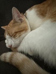 Lost Male Cat last seen Warren st. , De Soto, IA 50069