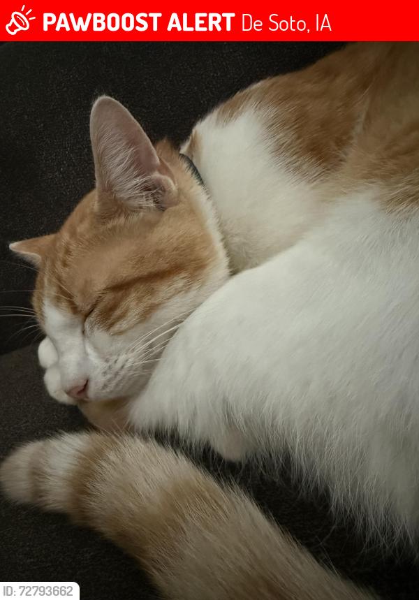 Lost Male Cat last seen Warren st. , De Soto, IA 50069
