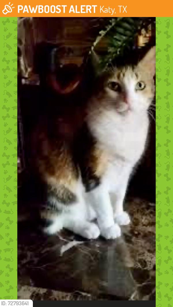 Found/Stray Unknown Cat last seen Victoria Lakes Boulevard and, Katy, TX 77493