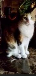 Found/Stray Unknown Cat last seen Victoria Lakes Boulevard and, Katy, TX 77493