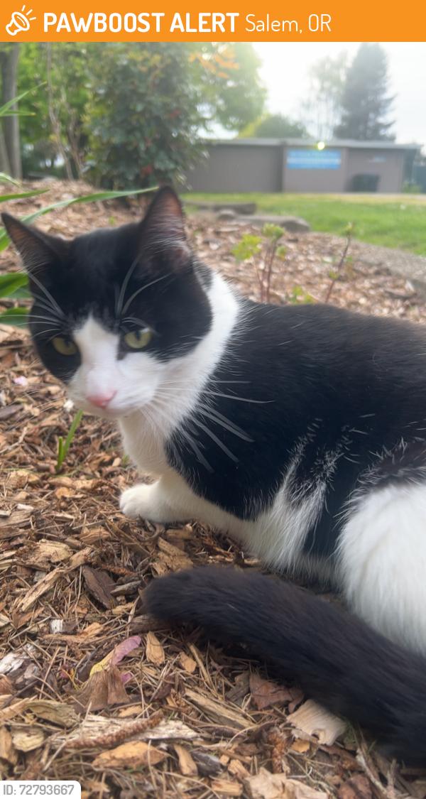 Found/Stray Male Cat last seen Near Northview Terrace Park, Salem, OR 97303