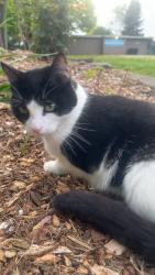 Found/Stray Male Cat last seen Near Northview Terrace Park, Salem, OR 97303