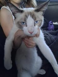 Found/Stray Male Cat last seen 27th Ave and Bethany  (near Family Dollar), Phoenix, AZ 85017