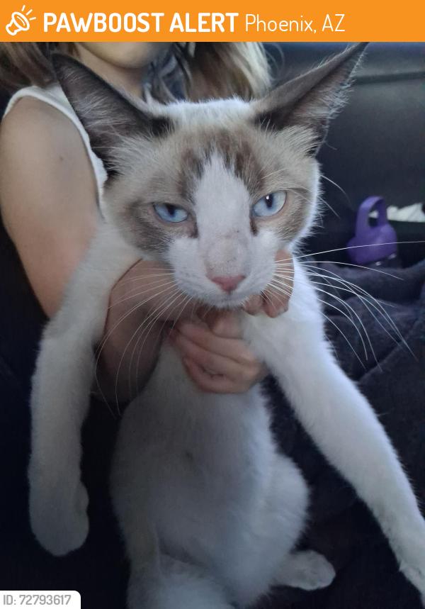 Found/Stray Male Cat last seen 27th Ave and Bethany  (near Family Dollar), Phoenix, AZ 85017