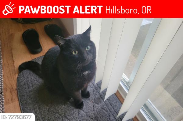 Lost Male Cat last seen SE Butternut Creek Parkway and SE Madrone St, Hillsboro, OR 97007