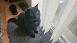 Lost Male Cat last seen SE Butternut Creek Parkway and SE Madrone St, Hillsboro, OR 97007