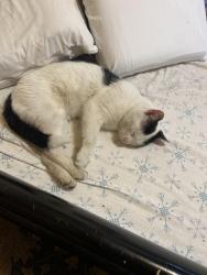 Lost Male Cat last seen Near Th and windlake av, Milwaukee, WI 53215