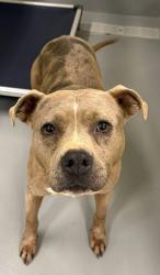 Found/Stray Unknown Dog last seen Located at Rockdale County Animal Service, 1506 Rockbridge Road, Conyers, GA 30012, Conyers, GA 30012