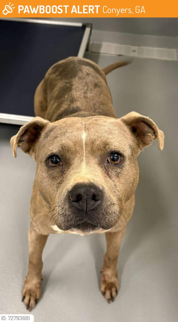 Found/Stray Unknown Dog last seen Located at Rockdale County Animal Service, 1506 Rockbridge Road, Conyers, GA 30012, Conyers, GA 30012
